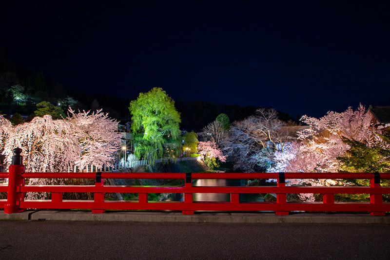 春の中橋ライトアップ