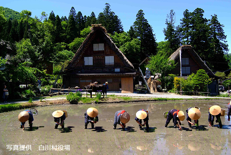 白川郷田植え祭り